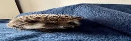 Pygmy Hedgehog rodents for sale: African Pygmy Hedgehogs  - Advert 5