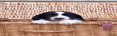 Springador 3