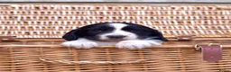 Springador dogs for sale: Beautiful Puppies For Sale  in Henfield - Advert 11