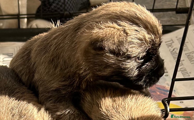 Cairn Terrier dogs - Advert 1
