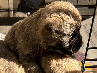 Cairn Terrier dogs - Advert 9