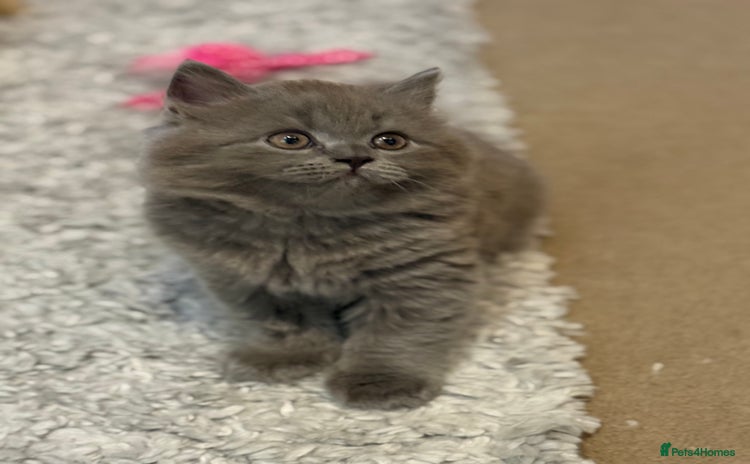 British Shorthair cats - Advert 6