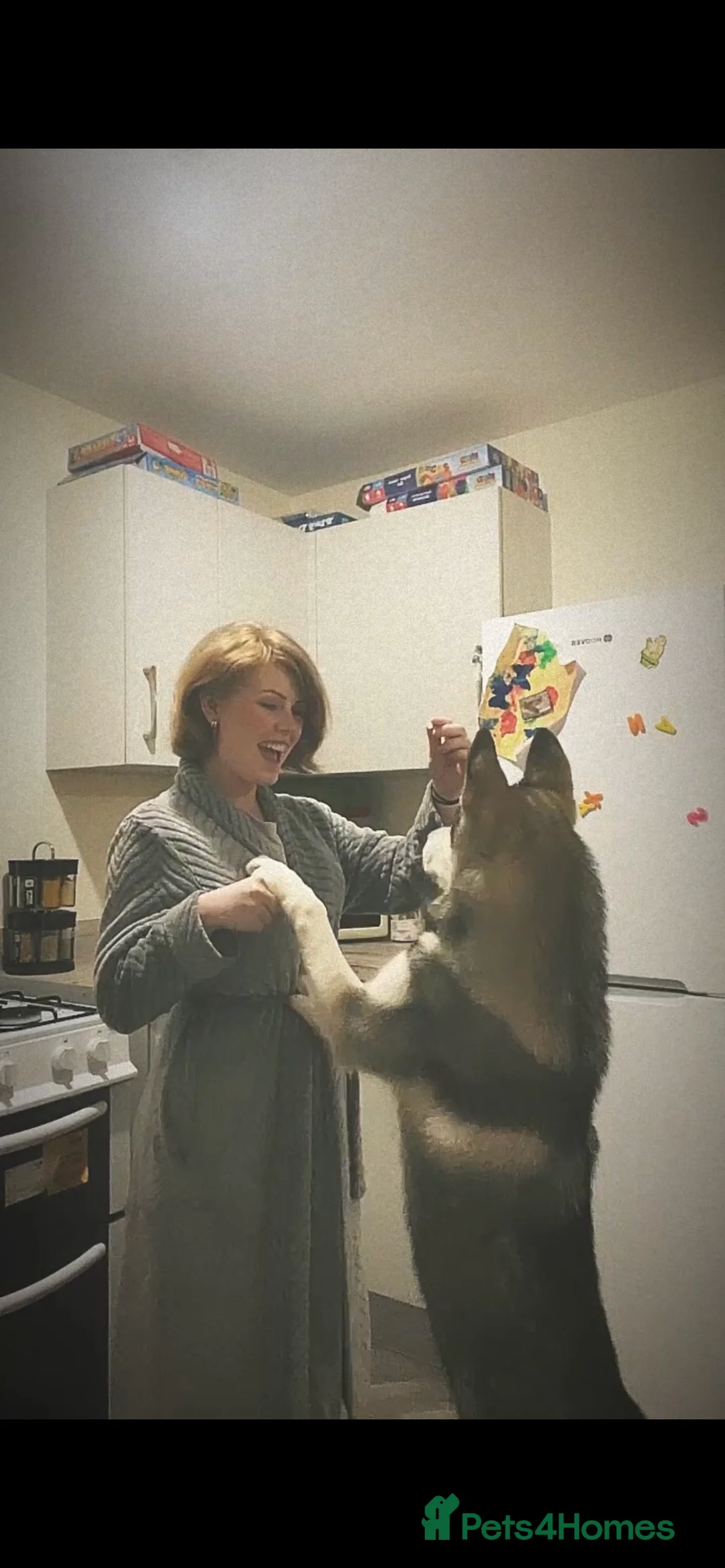 Siberian Husky dogs for sale: Siberian husky  - Advert 5