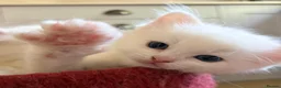 Ragdoll cats for sale: Flame and Seal point kittens  - Advert 17