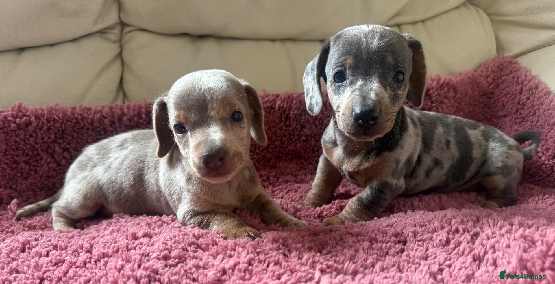 Dachshund dogs Miniature dachshunds - Advert 2
