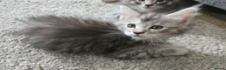 Maine Coon cats for sale: Pure breed Maine Coon females  in Cardiff - Advert 1