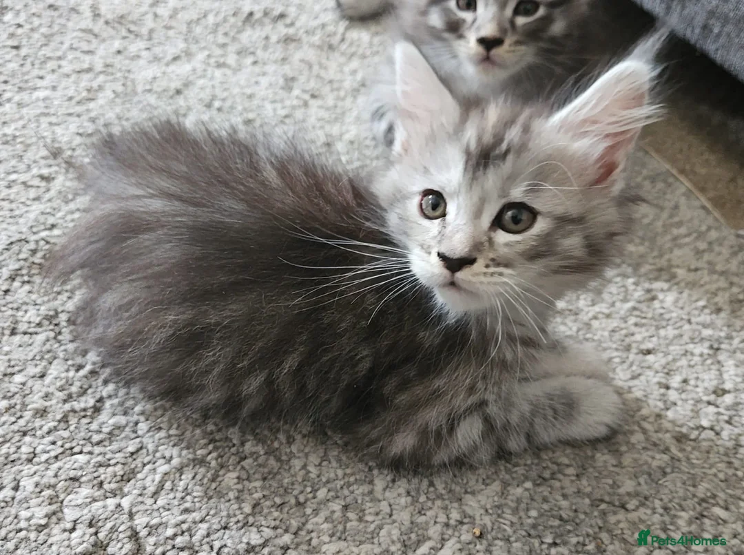 Maine Coon cats for sale: Pure breed Maine Coon females  in Cardiff - Advert 1