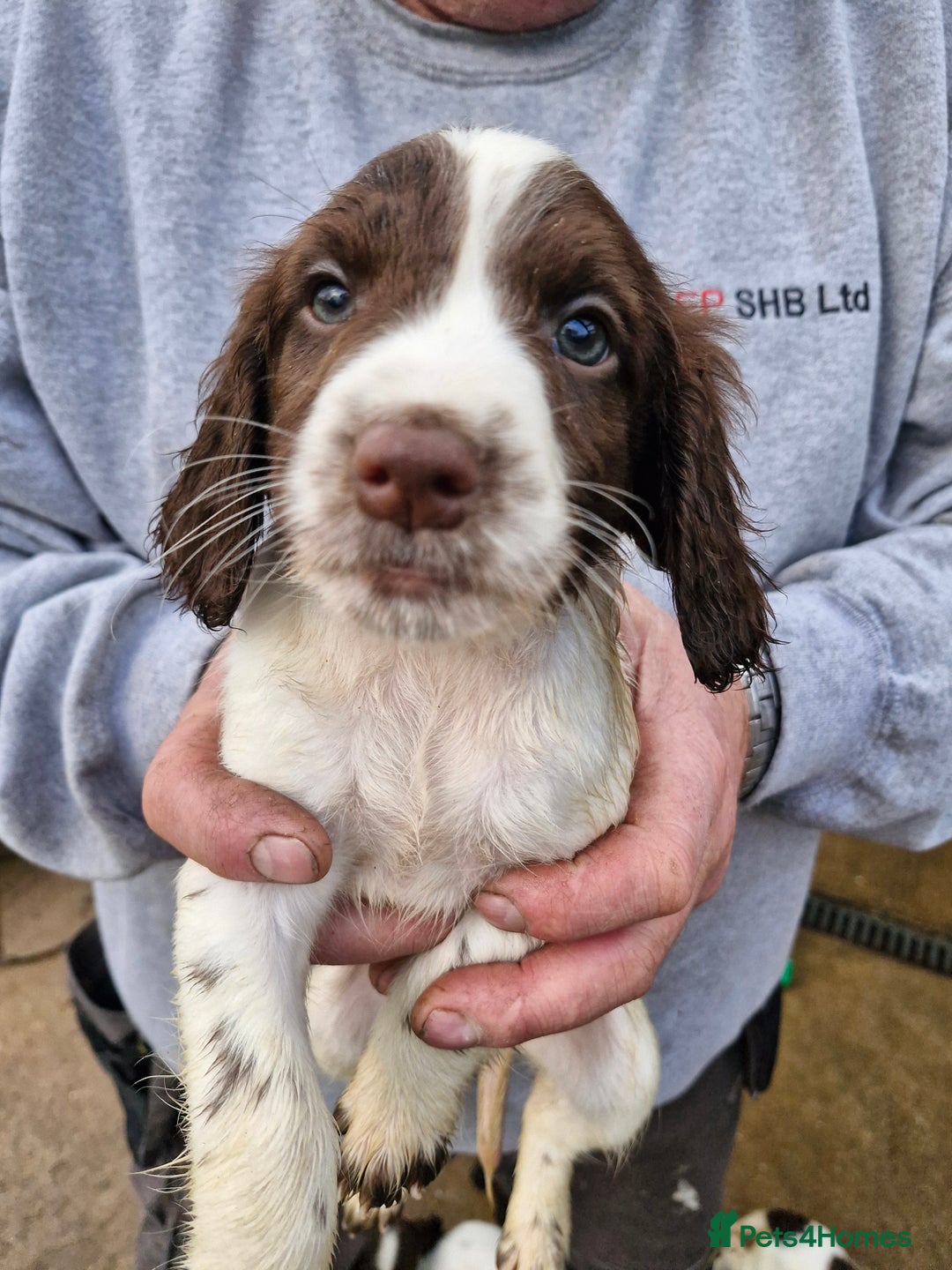 Sprocker dogs for sale: 9 lovely sprocker spaniel puppies for sale - Advert 14