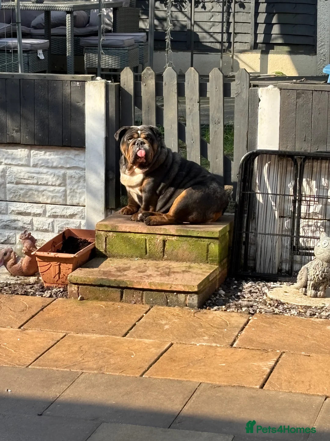 English Bulldog dogs for sale: Female 5 years old English bulldog - Advert 3