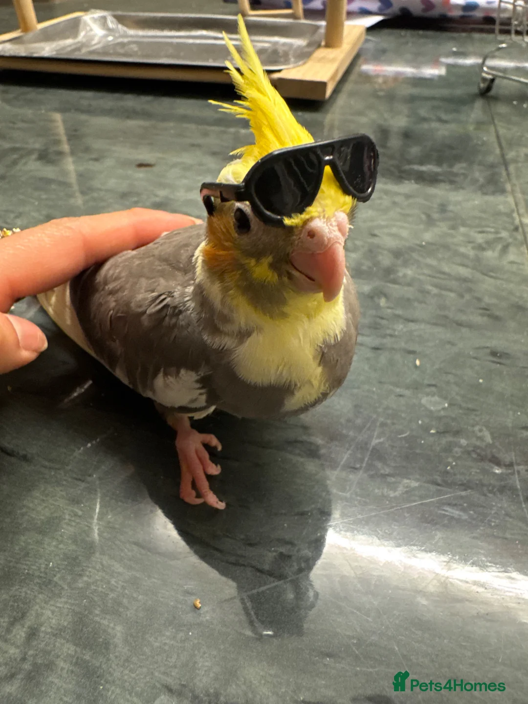 Cockatiels birds for sale: Baby cockatiels for sale  - Advert 2