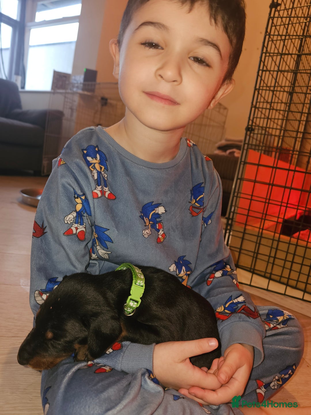 Dobermann dogs for sale: ☆☆DOBERMAN PUPPIES FOR SALE ☆☆ - Advert 6