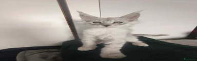 Maine Coon 2