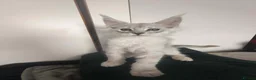Maine Coon cats for sale: ✨ STUNNING TICA REGISTERED MAINE COON KITTENS ✨ in Livingston - Advert 6