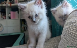 Ragdoll cats for sale: 5 Ragdoll Kittens for Sale - Image 8