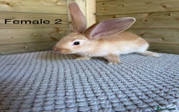 Continental Giant rabbits for sale: READY TO RESERVE - continental giant babies - Image 4