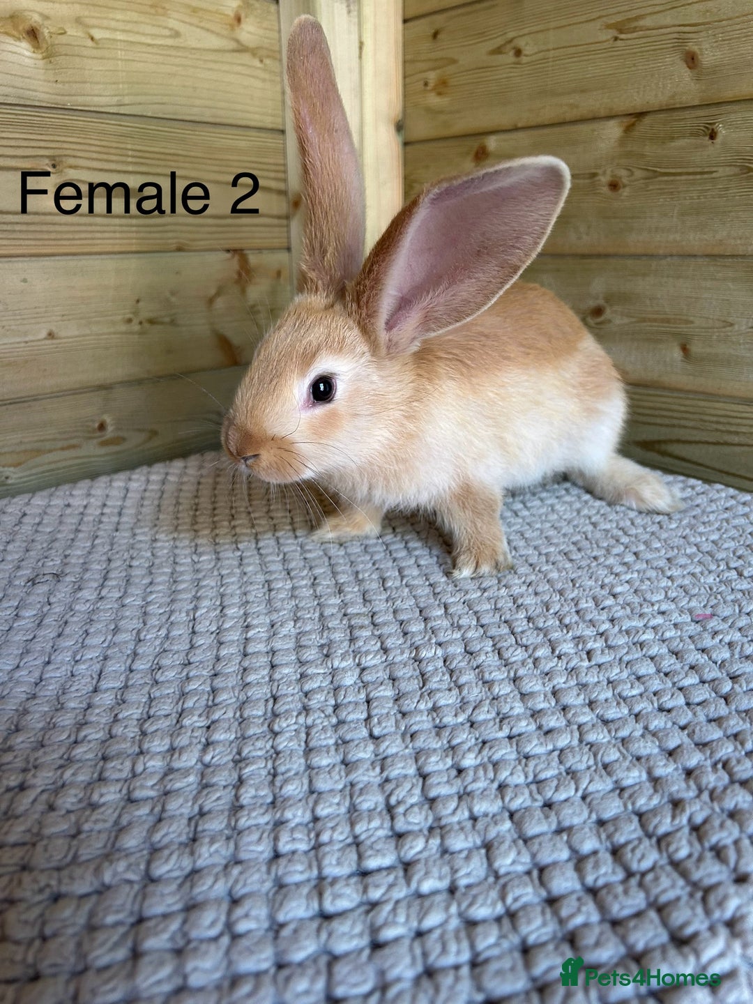 Continental Giant rabbits for sale: READY TO RESERVE - continental giant babies - Image 4