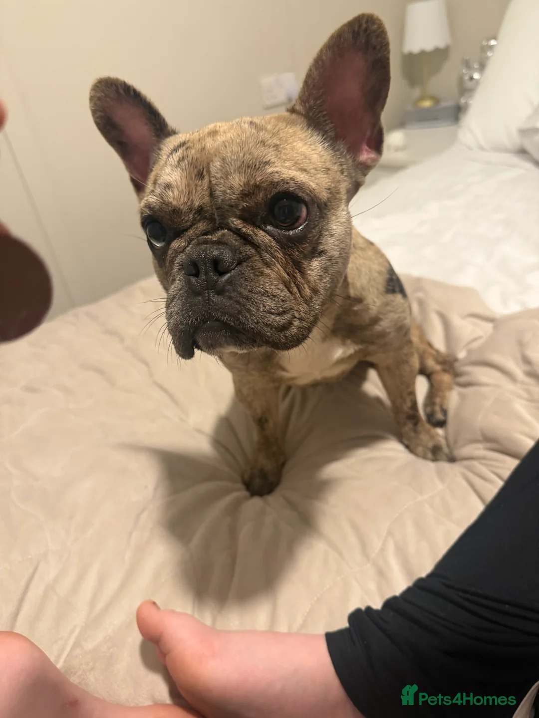 French Bulldog dogs for sale: Female Merle 11 month old French bulldog  in West Drayton - Advert 1