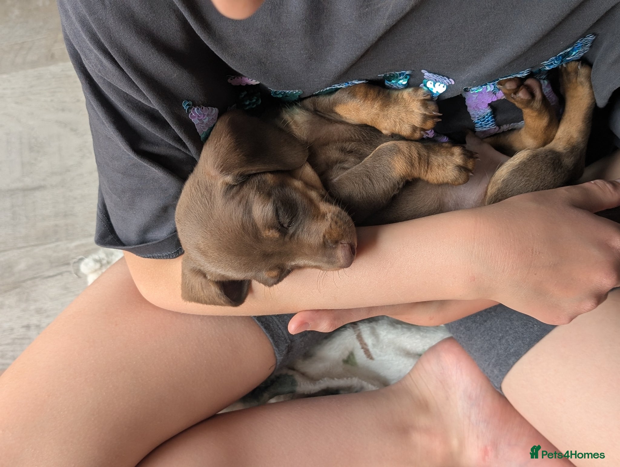 Miniature Dachshund dogs for sale: Longhaired and smooth miniature dachshunds  - Advert 9