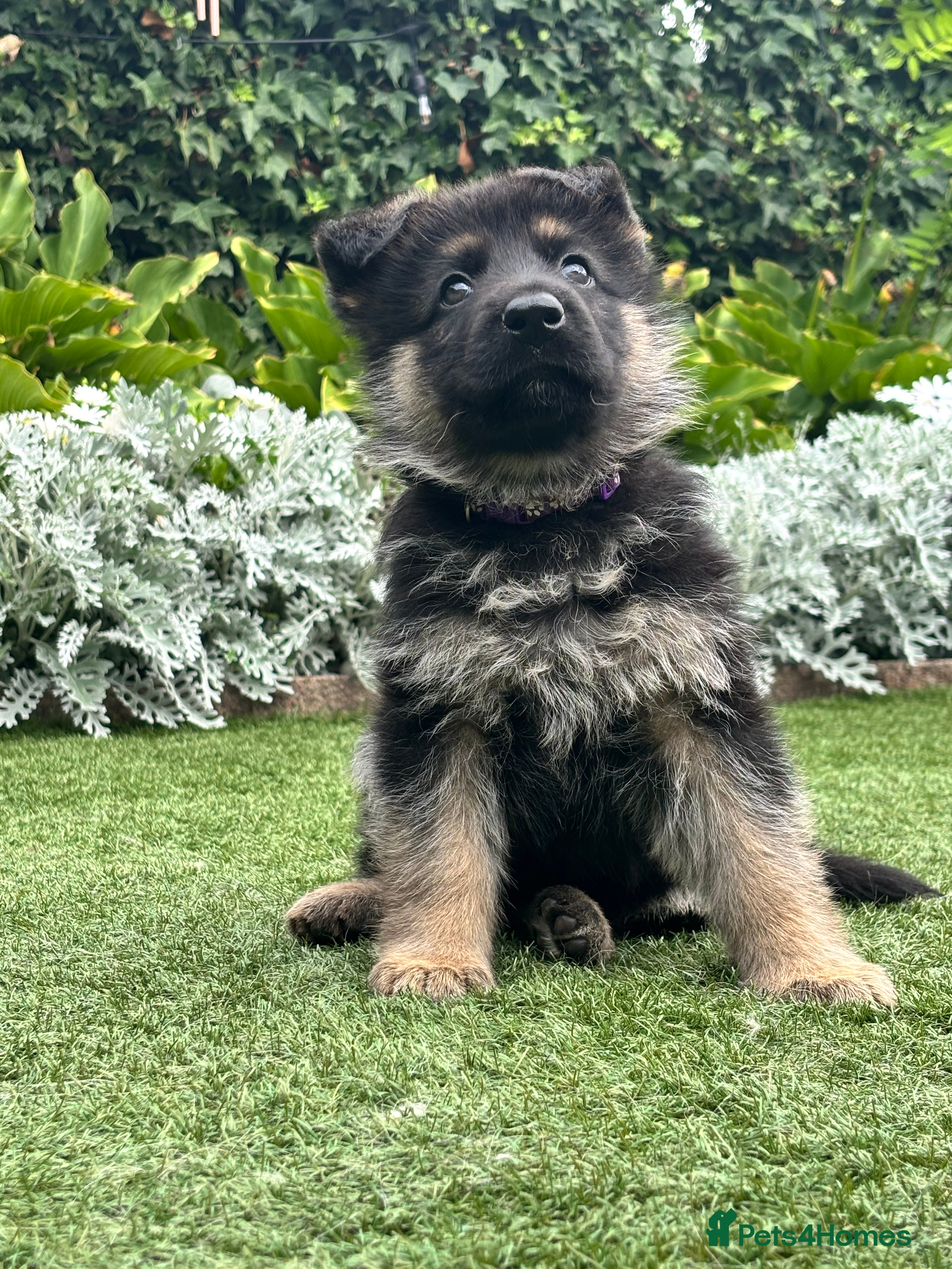 German Shepherd dogs 9 German shepherd puppies - Advert 2