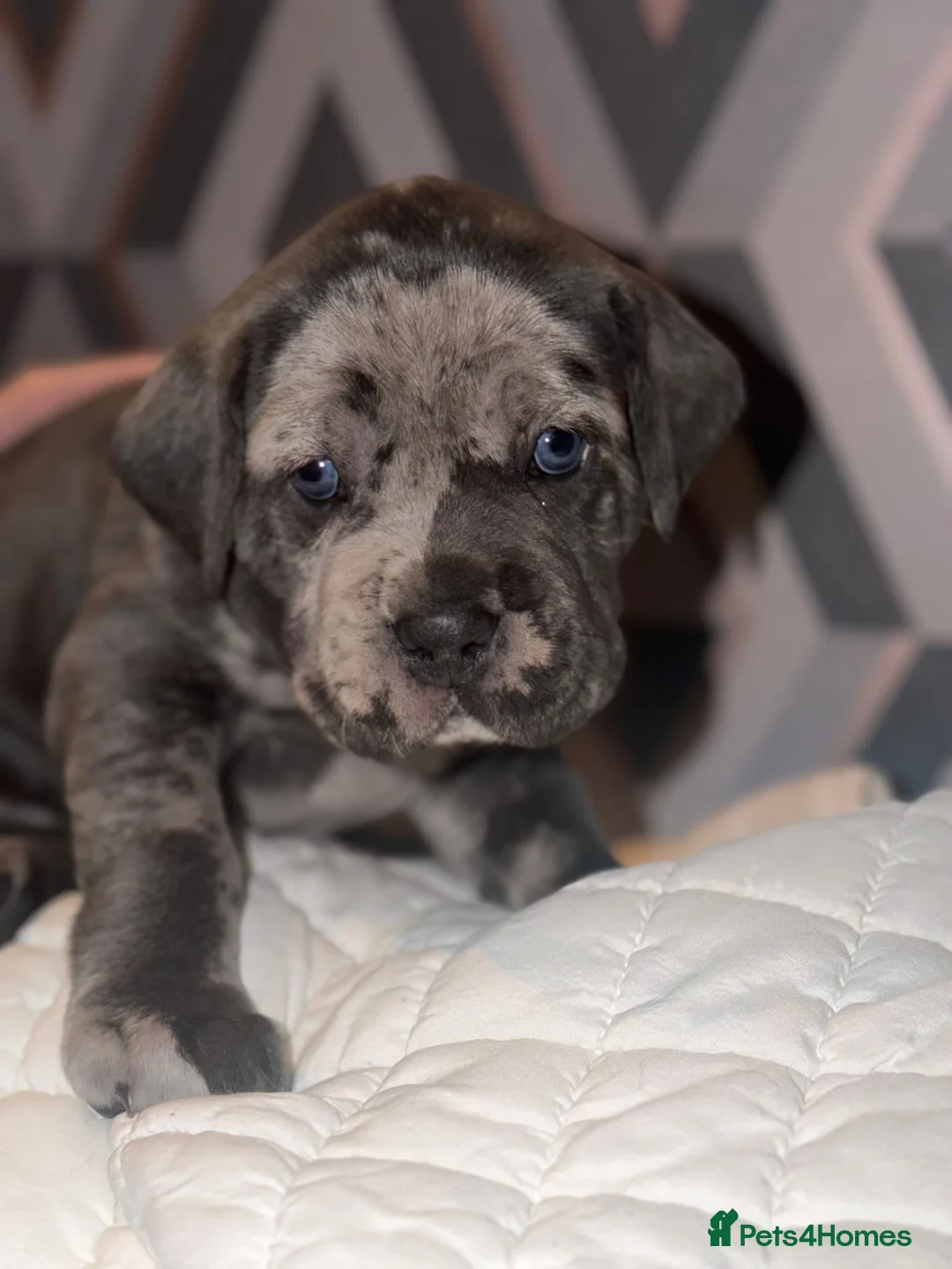 Cane Corso dogs for sale: Beautiful cane corso  - Advert 1