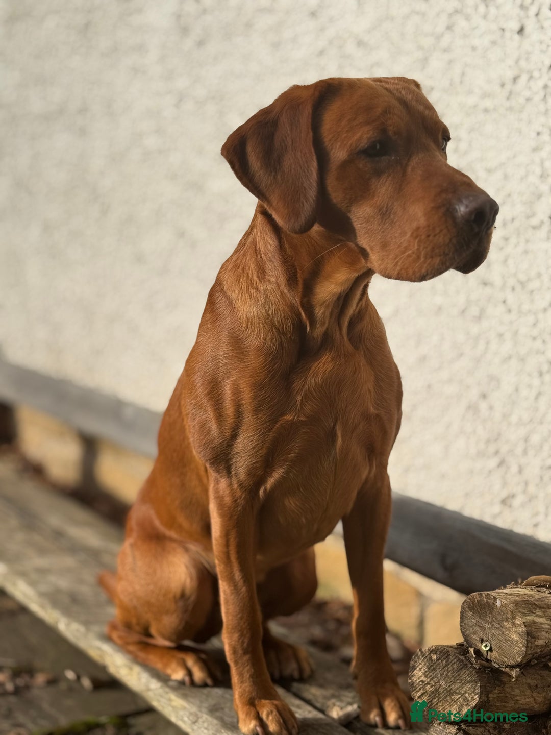 Labrador Retriever dogs for stud: Stud Dog – Jura (Morar’s Extravagance) Fox Red - Image 3