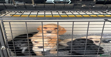 Cocker Spaniel dogs - Advert 1