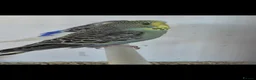 Budgerigars birds for sale: Baby Budgies, Tame Budgies, and Cockatiels - Advert 22