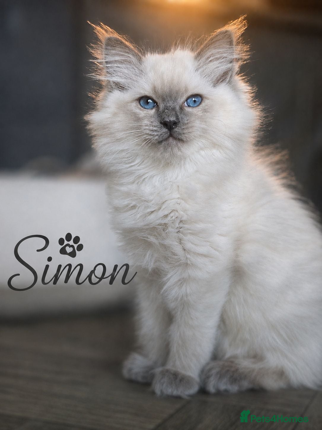 Ragdoll cats 1 Stunning TICA-Registered Ragdoll Boy - Simon - Advert 2
