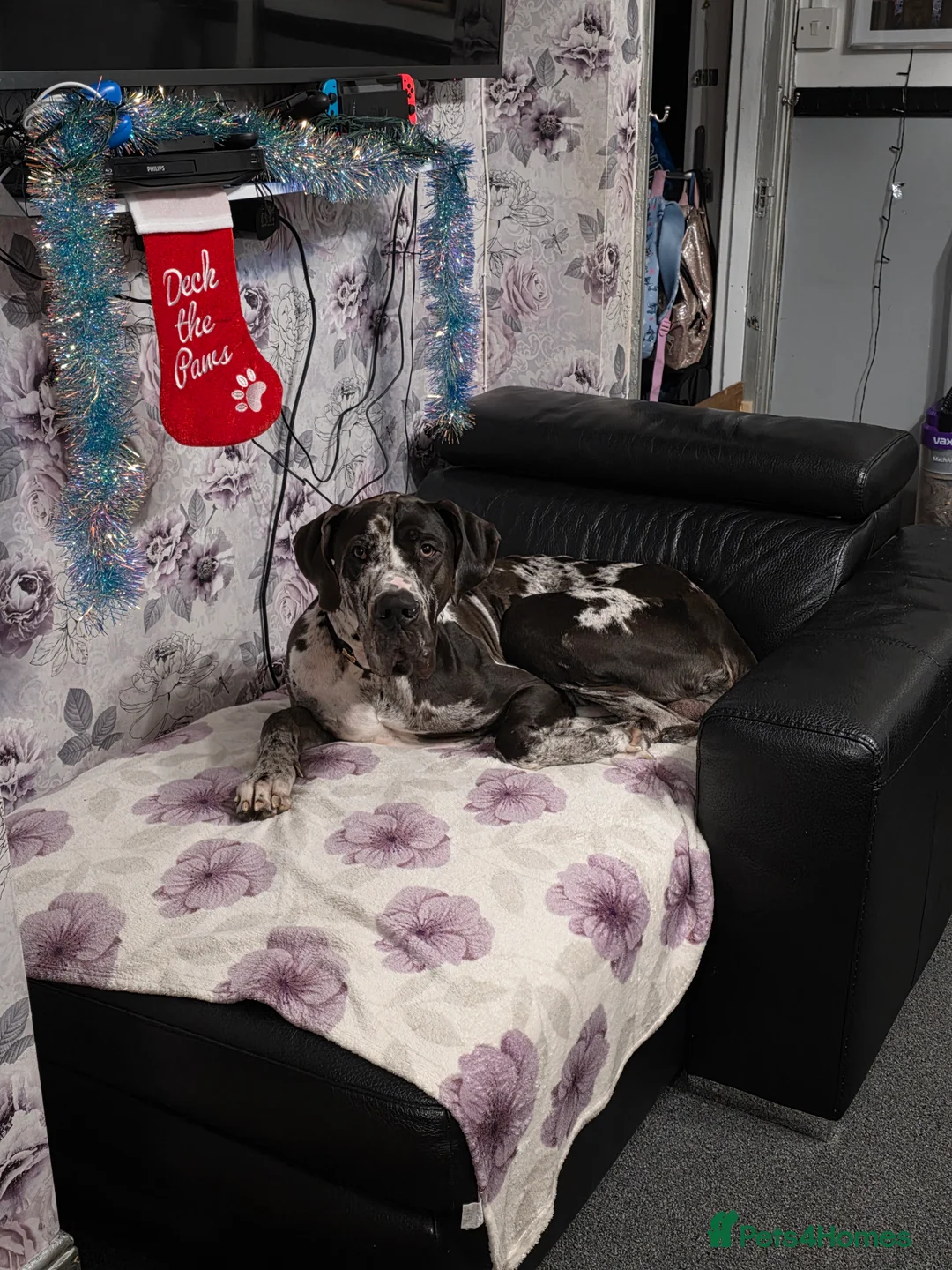 Great Dane dogs for sale: Beautiful male dane - Advert 2