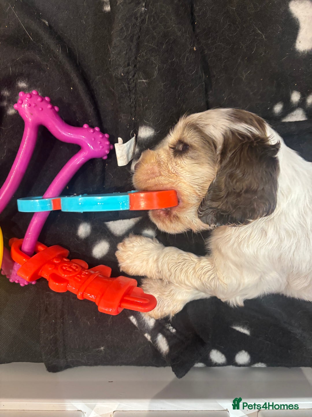Cocker Spaniel dogs for sale: Champion Show Cocker Spaniels  in Cranbrook - Image 13