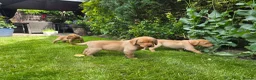 Labrador Retriever dogs for sale: Lovely Chunky Fox Red Labs - Advert 16