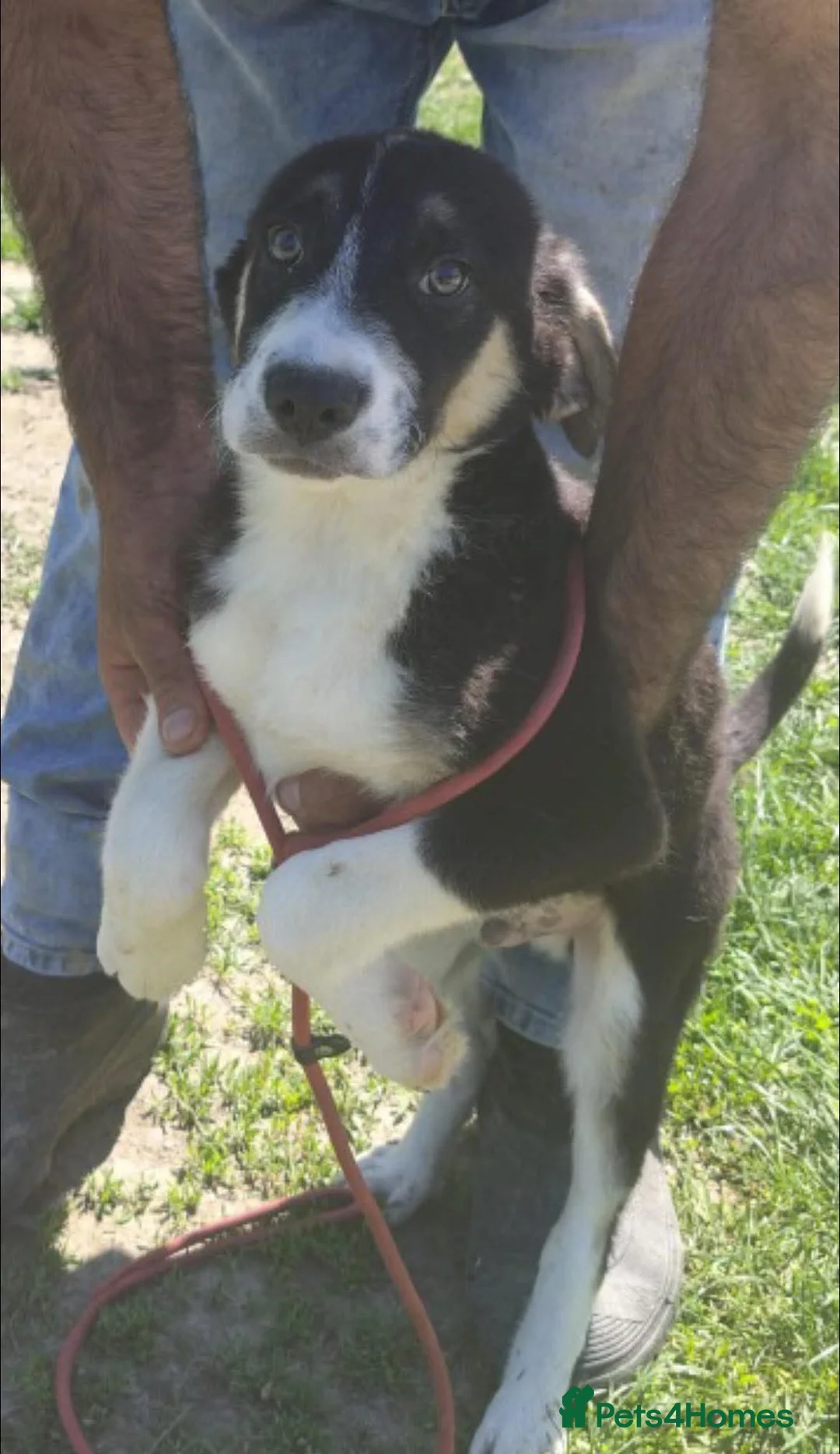 Mixed Breed dogs for adoption: Meet Edison, currently residing in Cheshire  in Nantwich - Advert 5