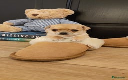 Chihuahua dogs for sale: Two Beautiful Female Chihuahua Puppies - Image 7