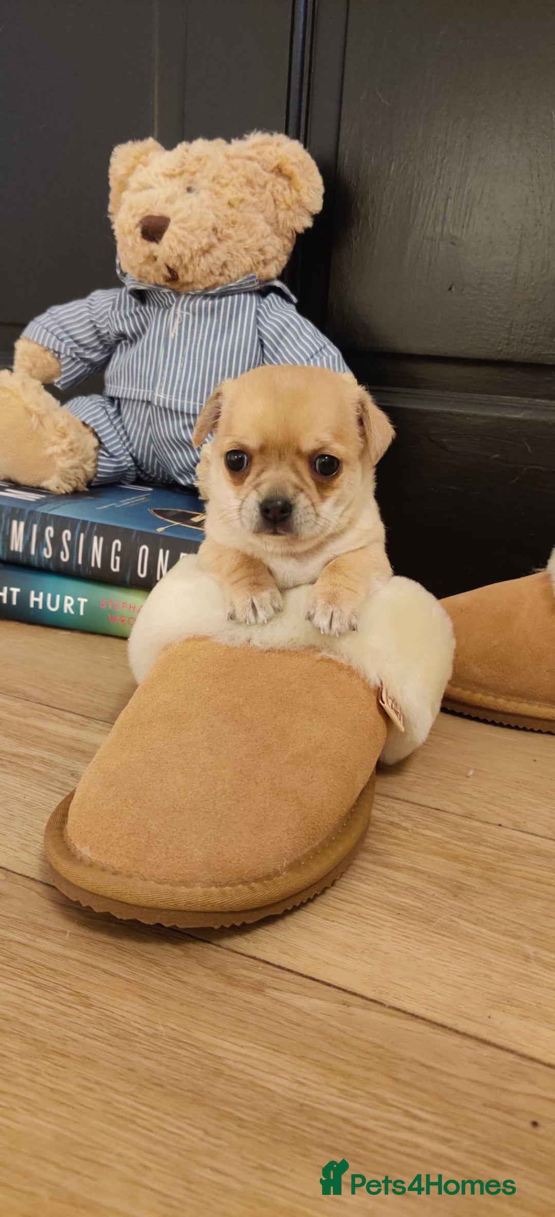 Chihuahua dogs for sale: Two Beautiful Female Chihuahua Puppies - Image 7
