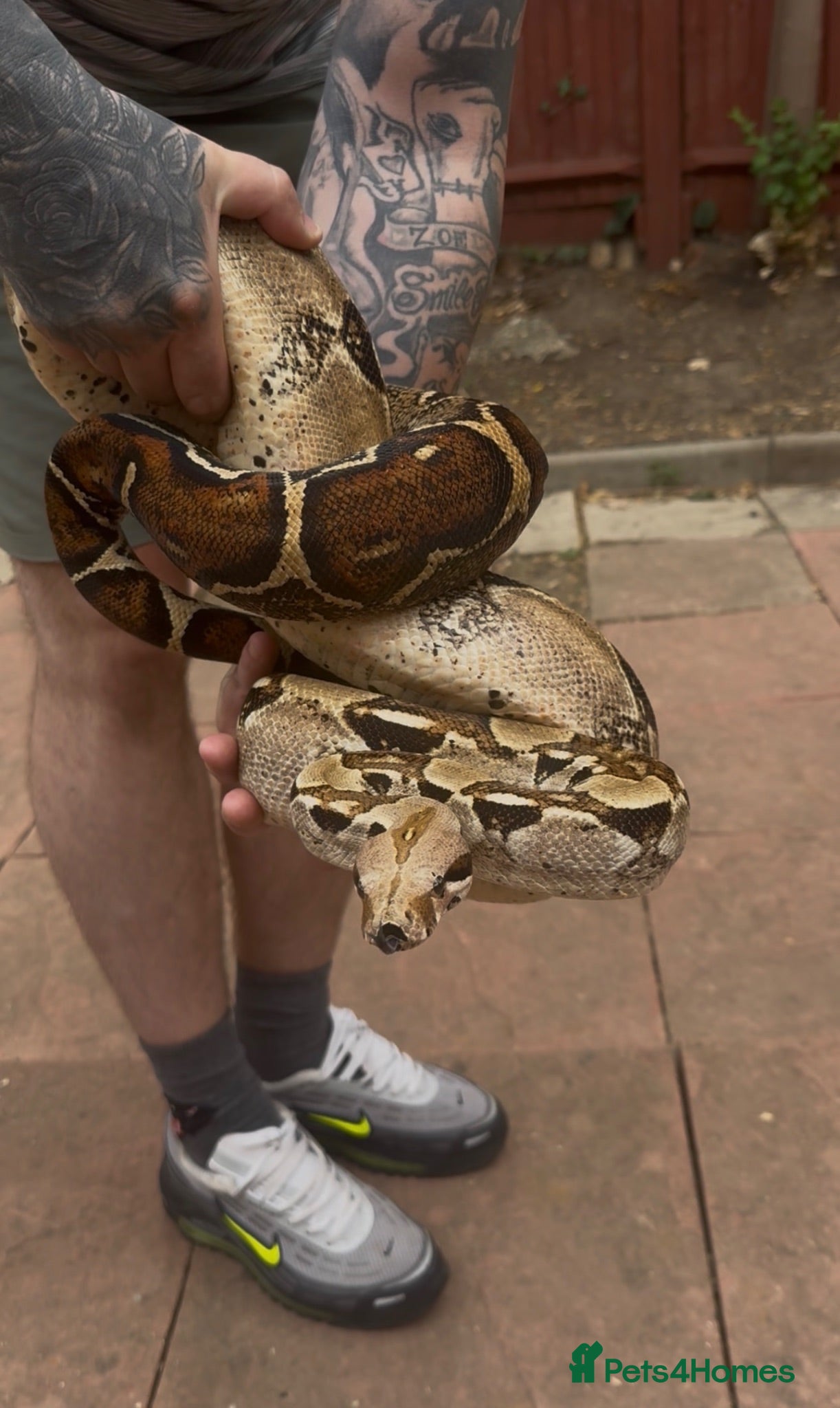 Boa Snake reptiles Puppy dog tame dwarf boa bci  - Advert 16