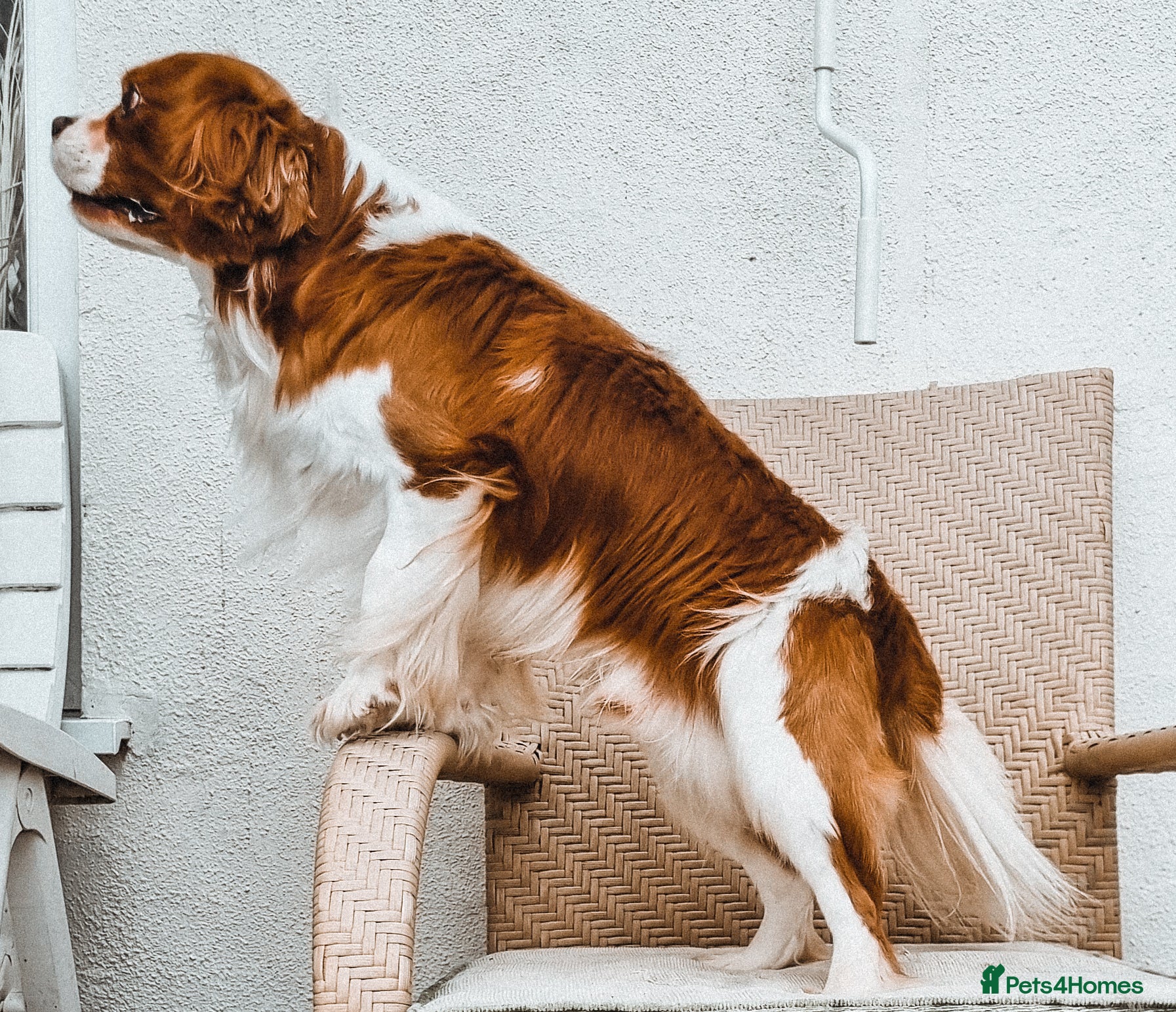 Cavalier King Charles Spaniel dogs Cavalier King Charles Fully Health tested KC Reg - Advert 4