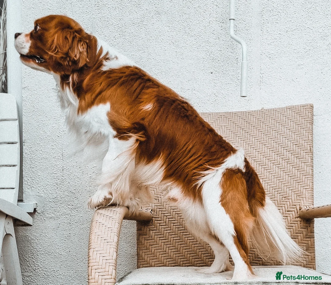 Cavalier King Charles Spaniel dogs for stud: Cavalier King Charles Fully Health tested KC Reg in Spalding - Advert 3