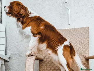 Cavalier King Charles Spaniel dogs Cavalier King Charles Fully Health tested KC Reg - Advert 4