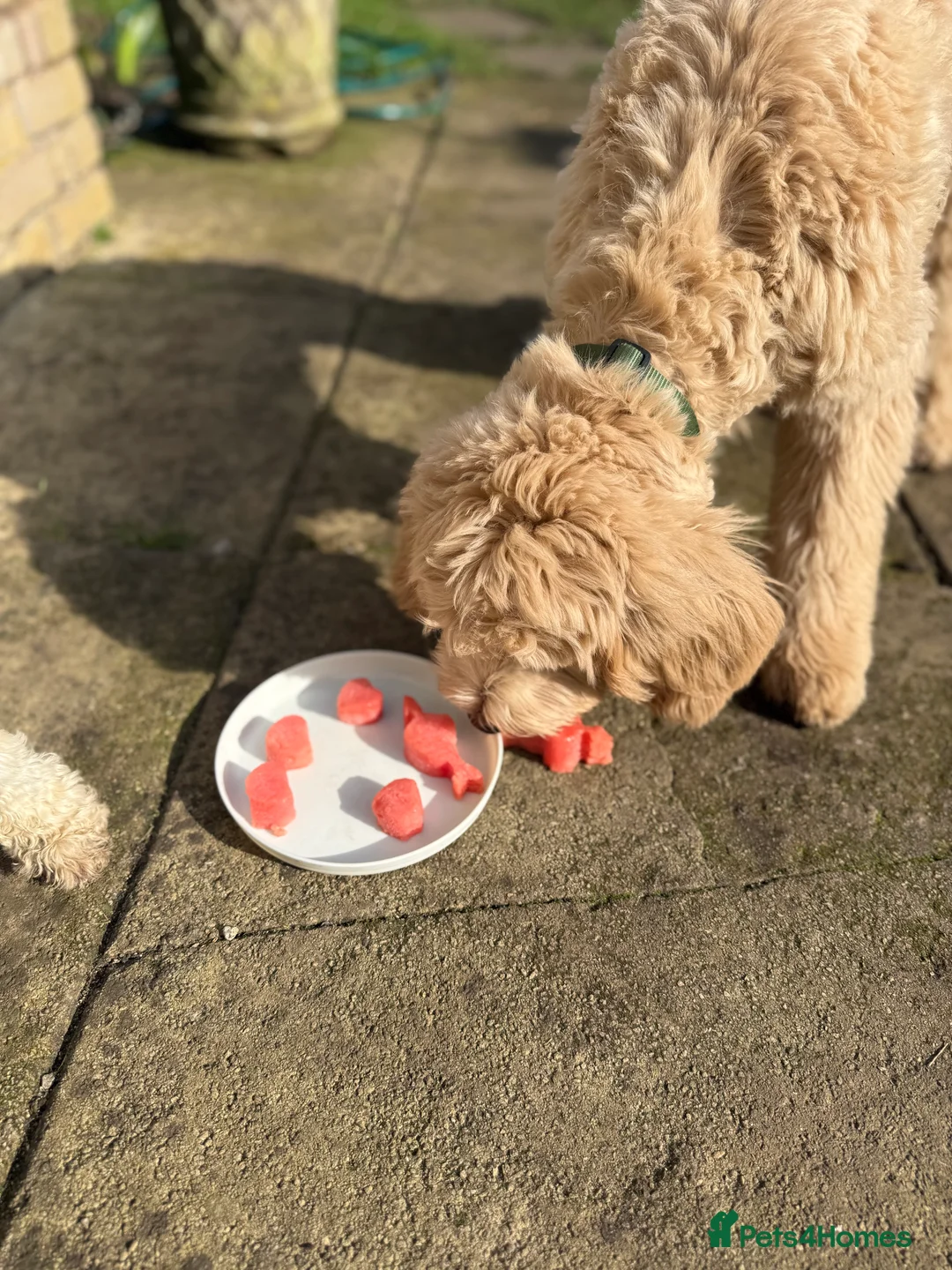 Double Doodle dogs for sale: Bernedoodle  - Advert 3