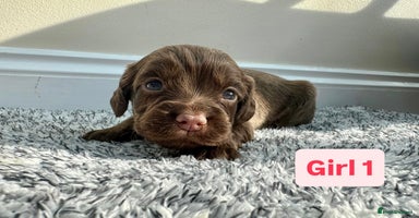 Cocker Spaniel dogs - Advert 8