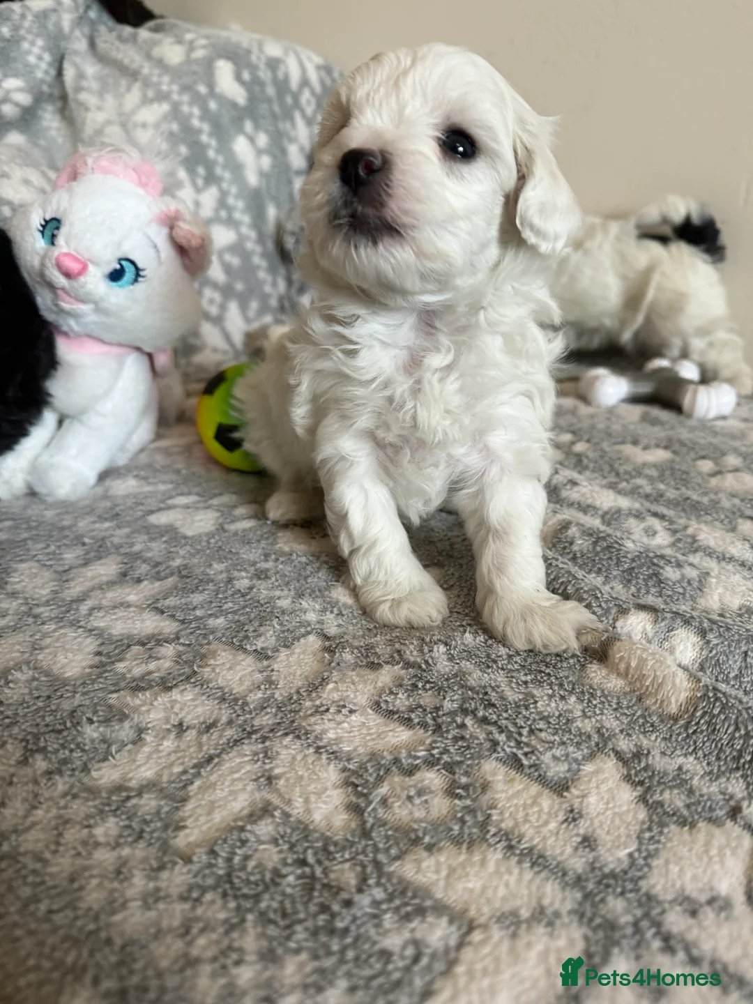 Maltipoo dogs for sale: Exceptional Genuine F1 Maltipoo puppies  - Advert 12