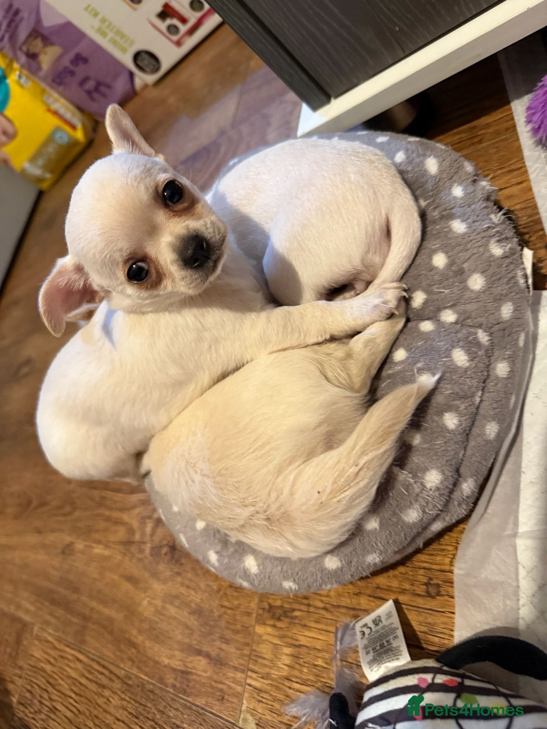 Chihuahua dogs for sale: Puppies chihuahuas 1 boy and 2 little princesses  - Image 17