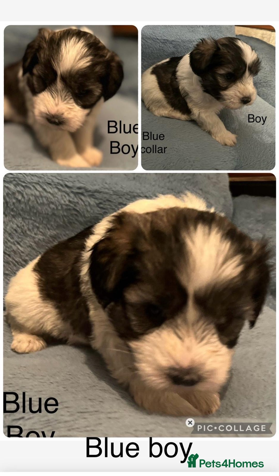 Miniature Schnauzer dogs for sale: OMG ❤️RARE  PEDIGREE PARTI MINIATURE SCHNAUZER  - Advert 6