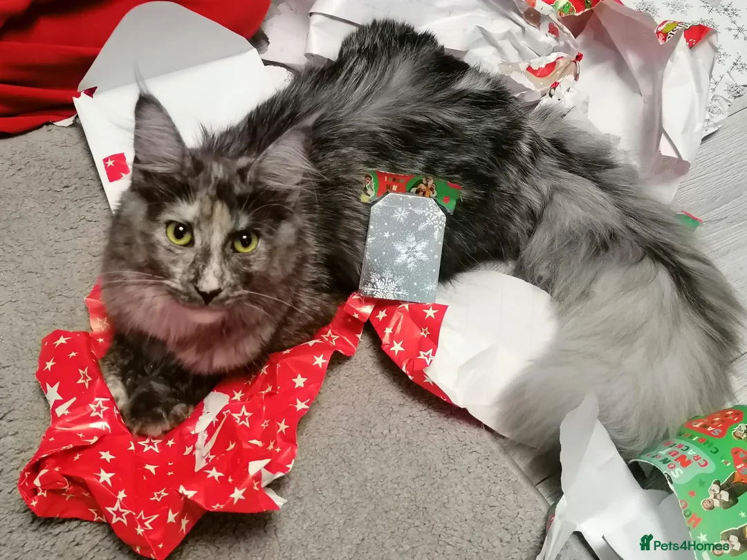 Maine Coon cats for sale: Beautiful female smoked tortie - Advert 35