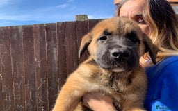 Mixed Breed dogs for sale: Cane corso X Alaskan malamute surprise litter  - Image 17