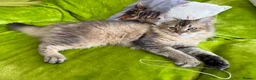 British Longhair cats for sale: British Longhair Kittens only 2 left - Advert 6