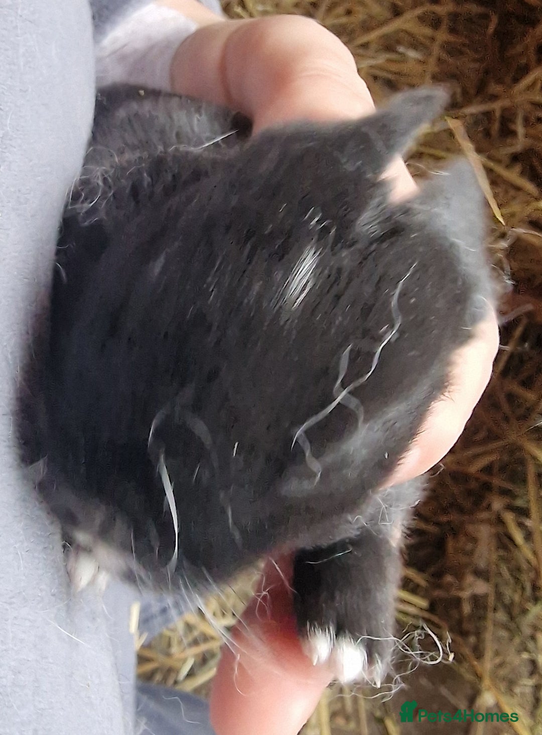 Mini Lop rabbits for sale: Mini lops  - Advert 12