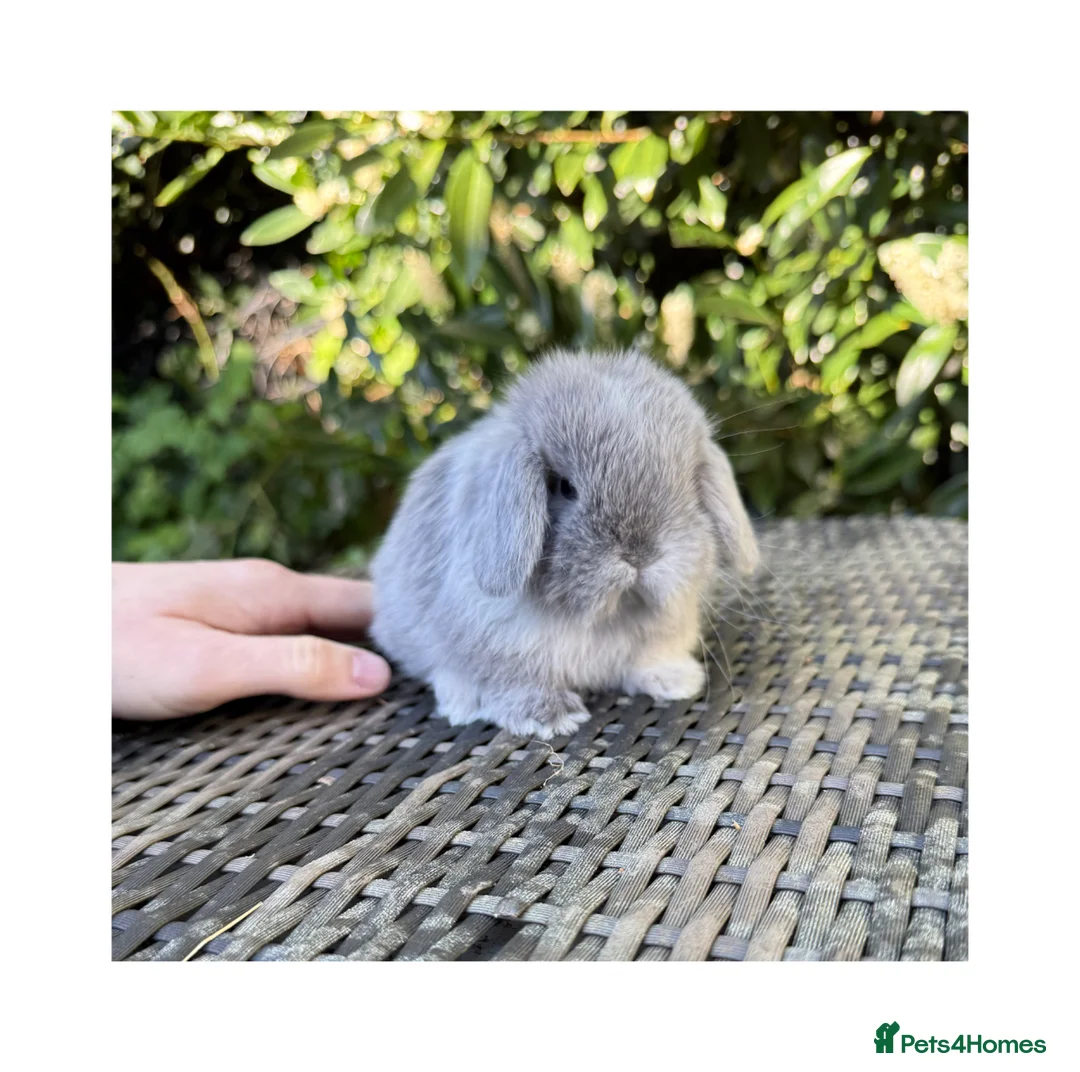 Mini Lop rabbits for sale: Hobby breeder of mini lops bunnies  - Advert 2