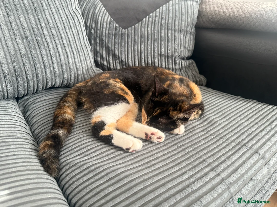 Mixed Breed cats for sale: Kittens for sale  - Advert 1