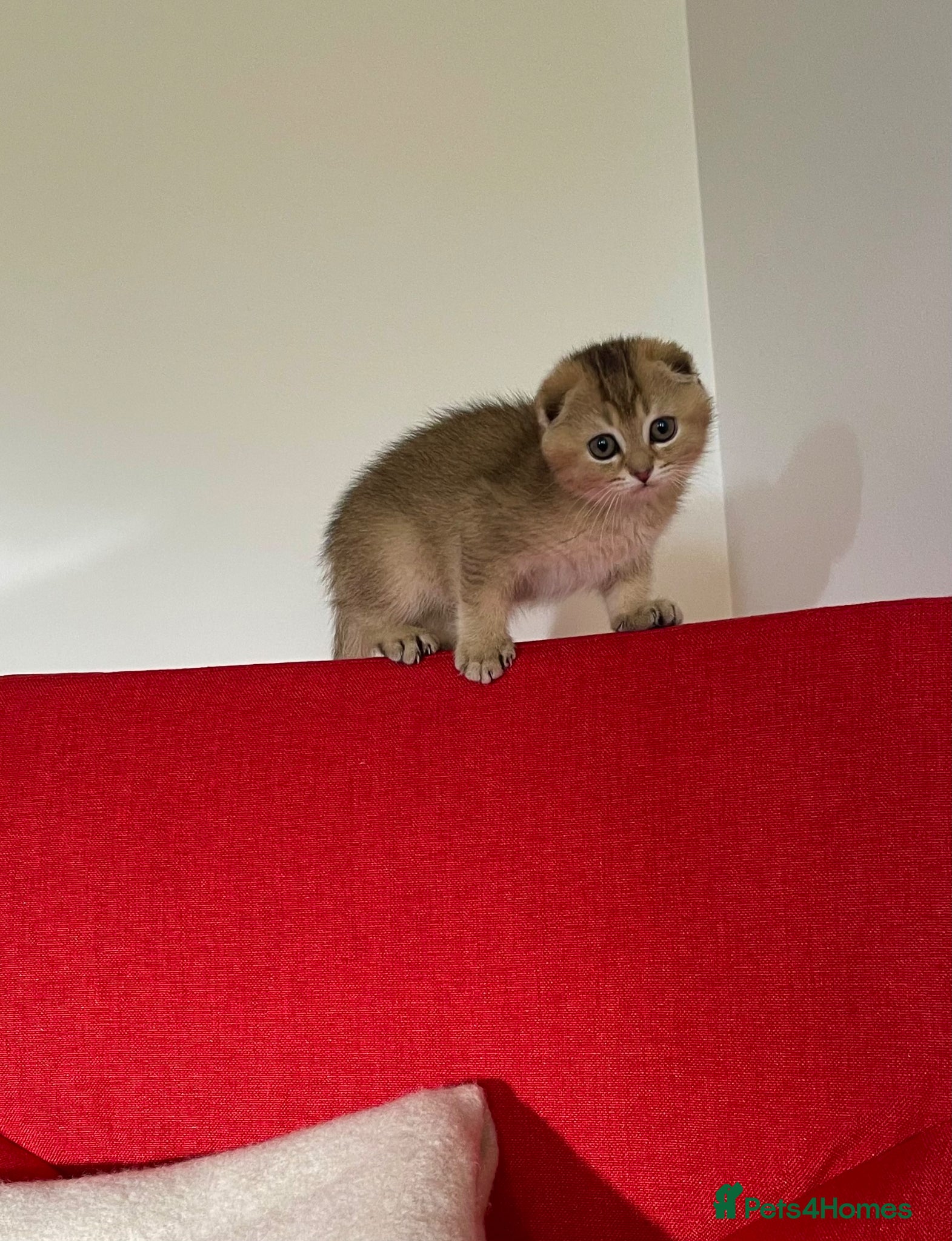 Scottish Fold cats SALE !!!! LOVELY SCOTTISH FOLD GOLDEN KITTENS  - Advert 1
